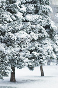 Fir 树胡同下雪花园寒意城市冷冻明信片针叶松树降雪背景图片