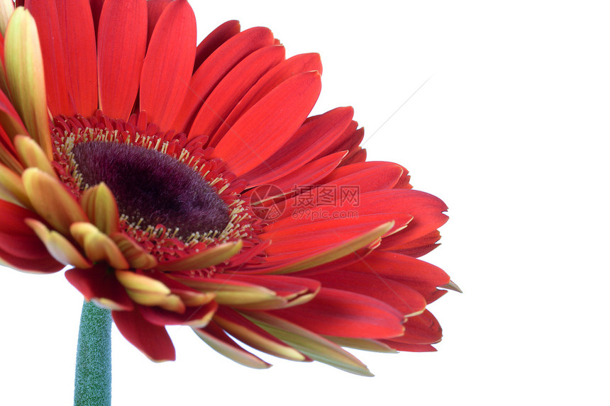 美丽的红梅花红色花瓣植物绿色白色空白脆弱性图片