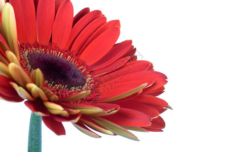 美丽的红梅花红色花瓣植物绿色白色空白脆弱性背景图片