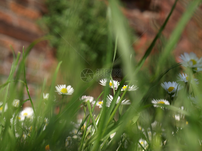 黛西草地花园植被雏菊白色植物黄色花香图片