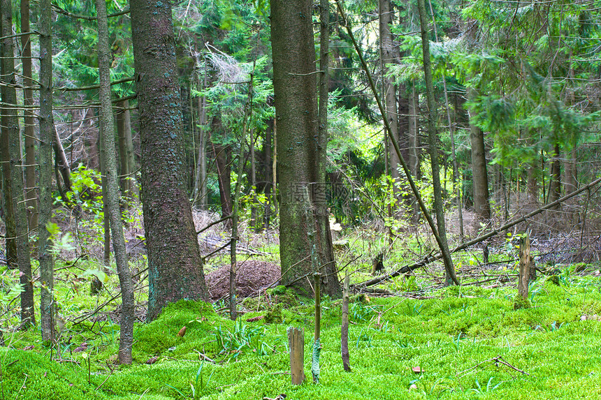 绿林苔藓叶子绿色植物生长环境荒野橡木树木树干图片