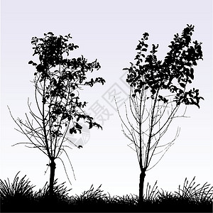 树木树植物双胞胎农村地面天空夫妻森林季节性树叶背景图片