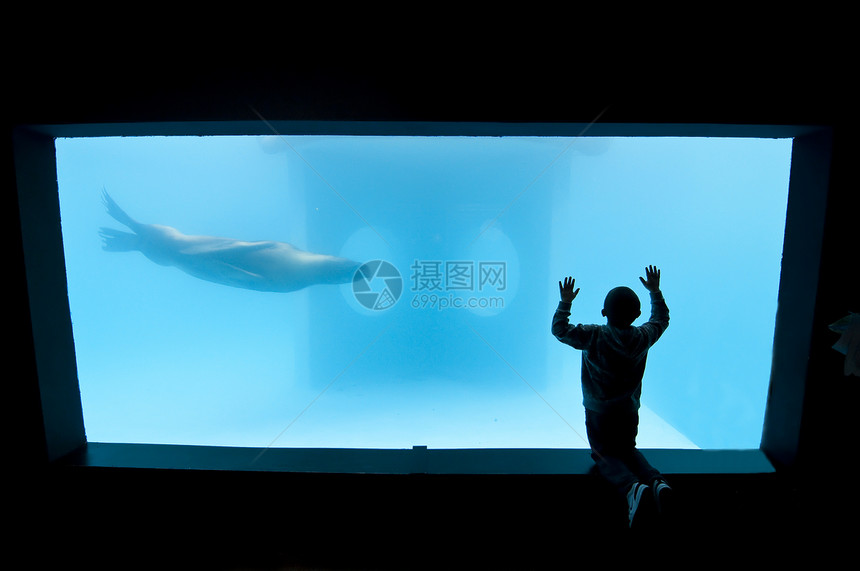 儿童在公共水族馆寻找封印图片