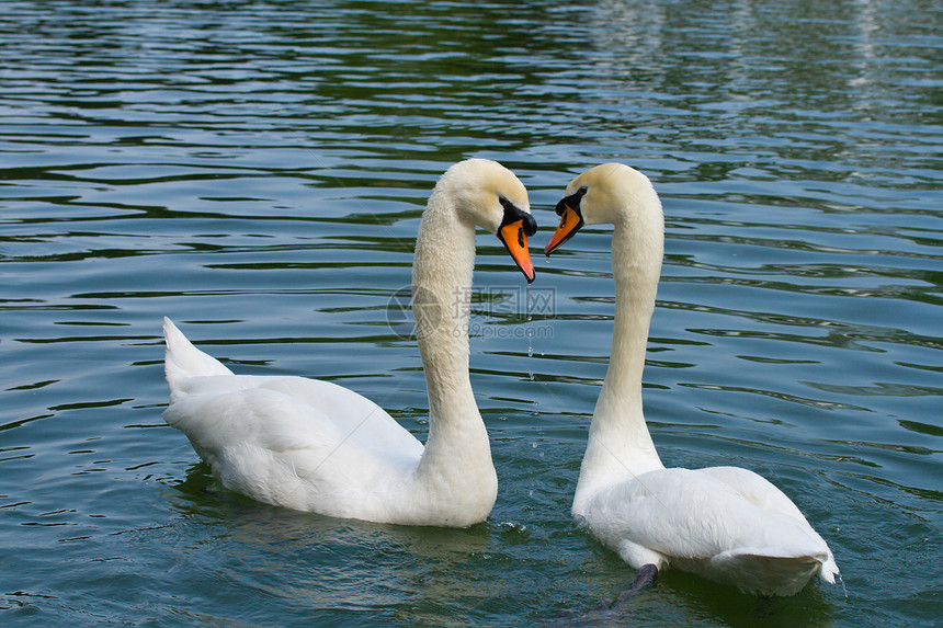 两只天鹅相爱反射动物羽毛情侣场景夫妻白色游泳恋人荒野图片