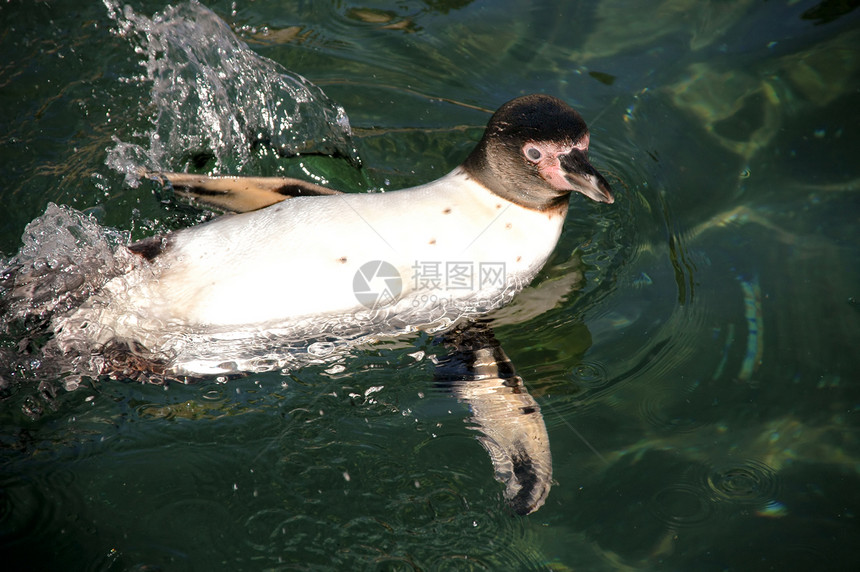 企鹅异国情调海洋动物园黑色享受冷冻羽毛荒野游泳图片
