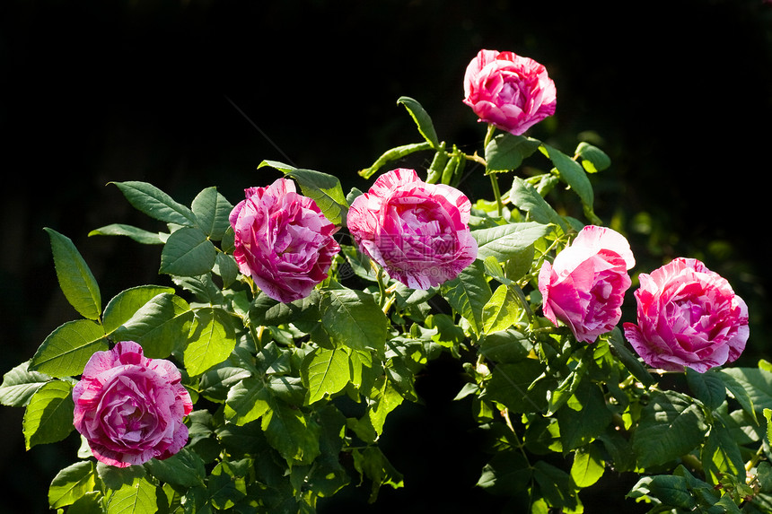 古代香味玫瑰费丁和皮卡阳光白色粉色历史性公园红色绿色花园条纹情怀图片