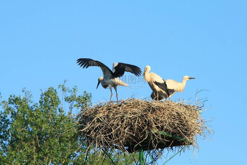 Stork 窝荒野家庭翅膀脖子动物跨度羽毛野生动物迁移白色图片