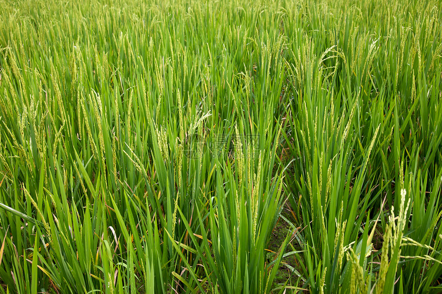 大米稻米农业庄稼农场绿色小农户粮食乡村场地食物图片