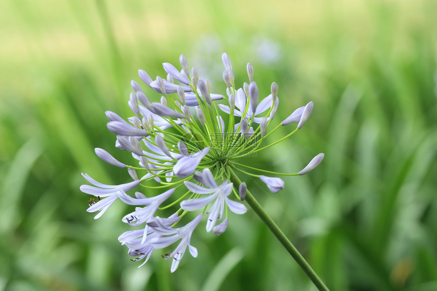 黛丝花花曲线雏菊植物学花瓣园艺生长繁荣植物宏观花园图片