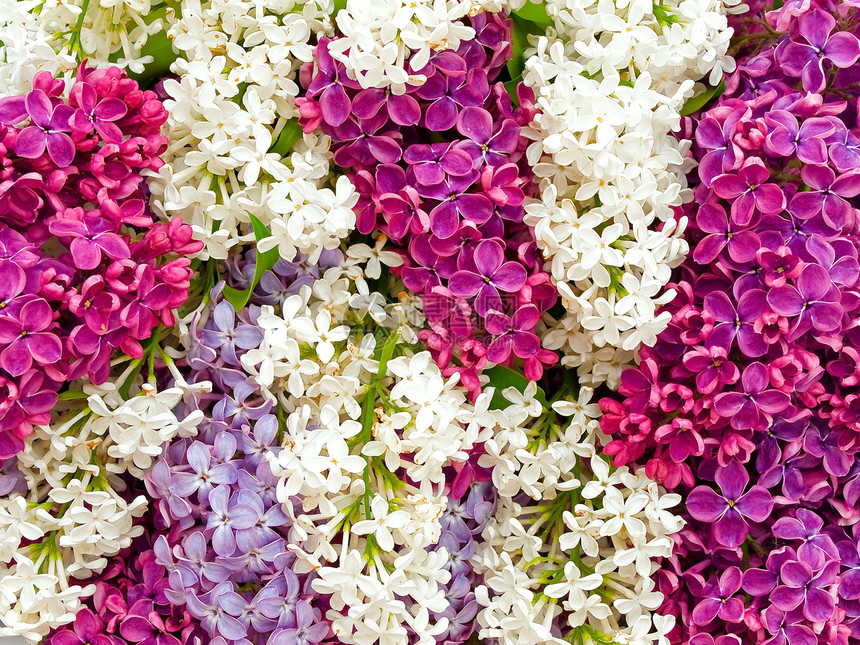 淡紫色背景花束花园生长香水花瓣植物学植物紫色园艺紫丁香图片