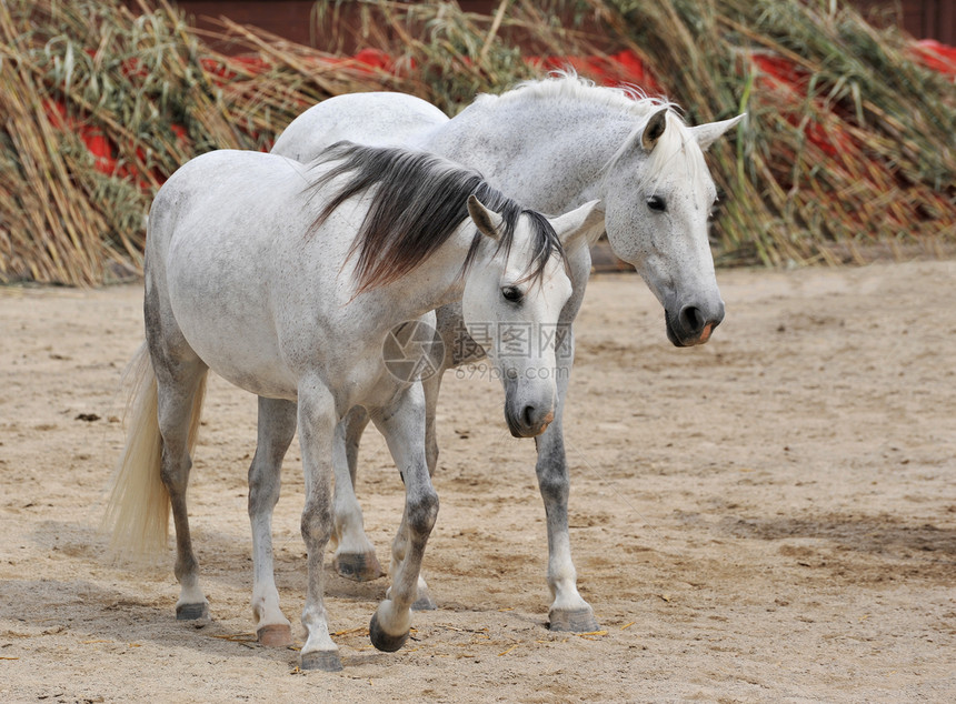 两匹白马哺乳动物骑马动物马匹白色马术自由图片