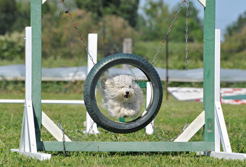 跳跃麦芽狗乐趣圆圈运动展示犬类动物伴侣白色宠物气压图片