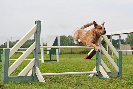 灵敏狗乐趣宠物运动竞赛闲暇动物跳跃展示训练犬类背景图片