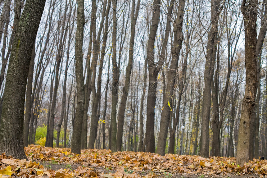 秋季公园黄色树叶植物群季节图片