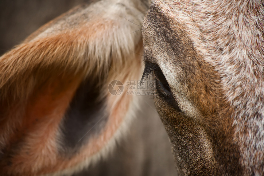 哥斯达黎加牛动物牧场奶牛哺乳动物毛皮耳朵家畜眼睛牛肉睫毛图片