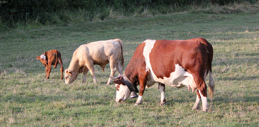 牛和牛在草地里吃图片