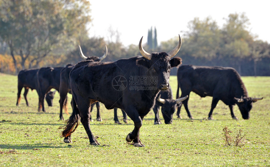 Camargue 公牛乡村场地黑色农场危险奶牛男性动物侵略牧场图片