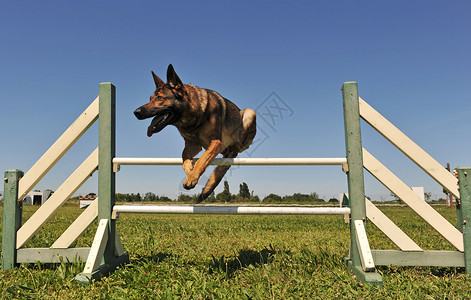 跳跃德国牧羊人宠物犬类警卫忠诚牧羊犬动物运动乐趣棕色哺乳动物背景图片