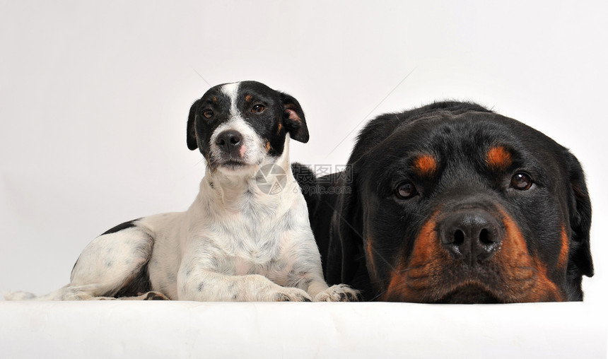 rotweiler和杰克鲁塞尔动物白色朋友宠物纳犬黑色犬类小狗友谊图片
