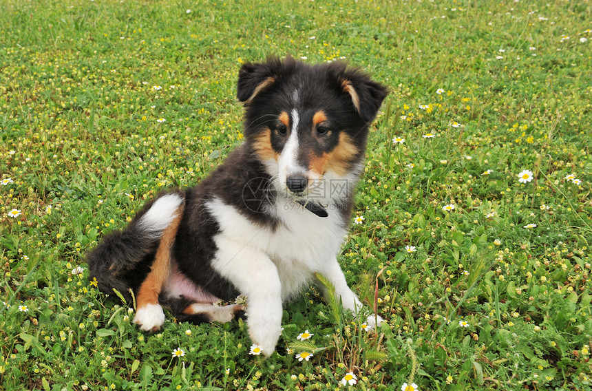 小狗设德兰犬场地牧羊犬犬类三色宠物动物婴儿图片