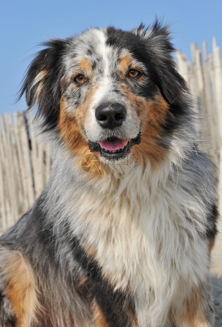 澳洲牧羊犬牧羊犬犬类毛皮蓝色三色天空牧羊人宠物动物图片