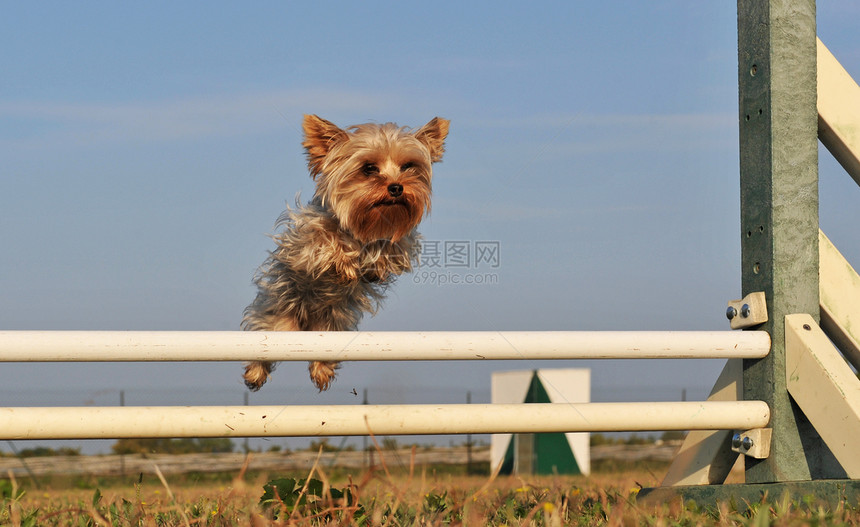 跳上日新月动物竞赛天空运动训练犬类蓝色跳跃闲暇宠物图片