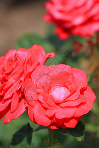 玫瑰花红色季节性花园植物绿色背景图片