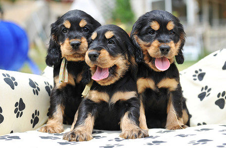 三只小狗黑色沙发婴儿动物舌头伴侣犬类背景图片