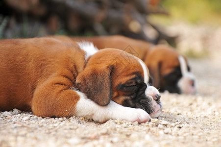 小狗拳击手婴儿犬类睡眠宠物动物棕色高清图片