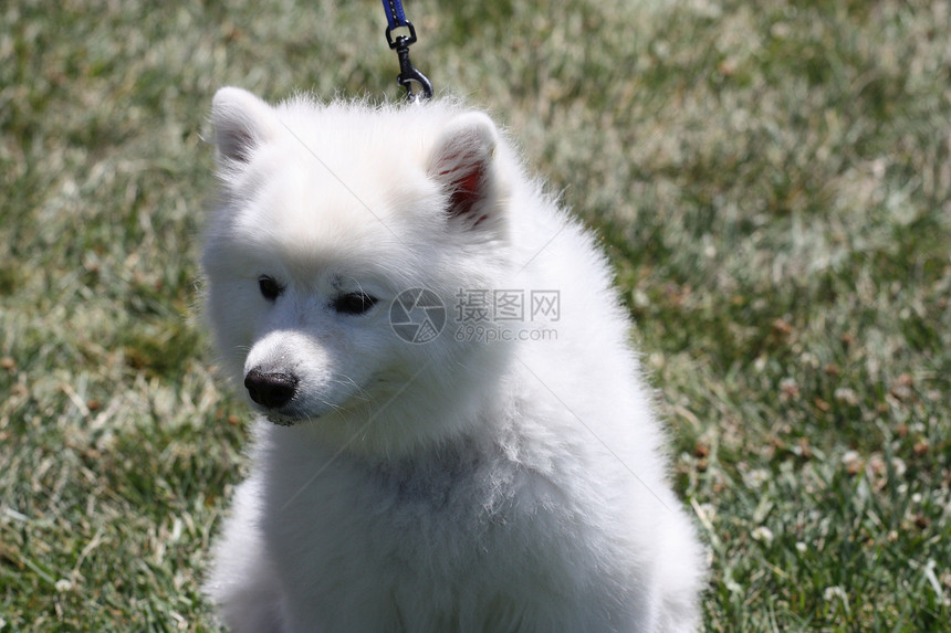 美国爱斯基摩犬衣领公园宠物警卫绿色动物守护森林安全操场图片