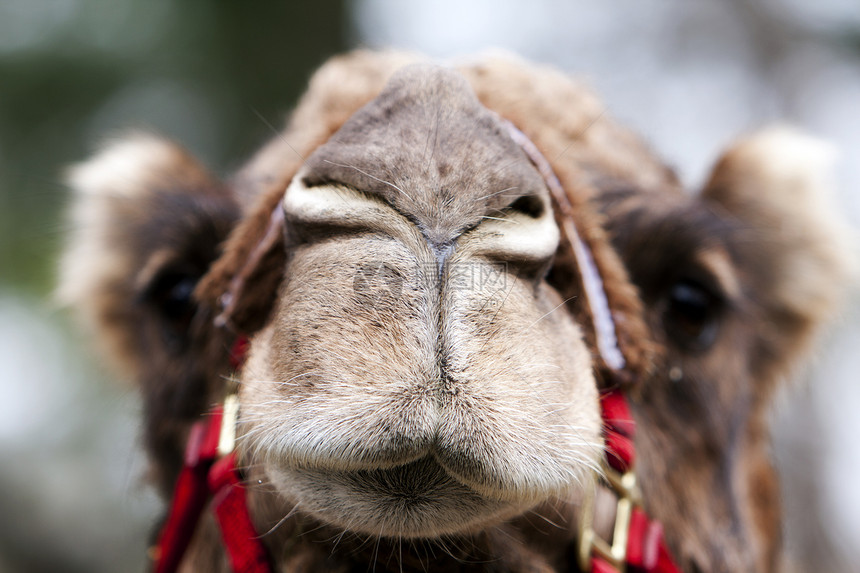 可笑的骆驼脸图片