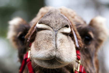 可笑的骆驼脸背景图片