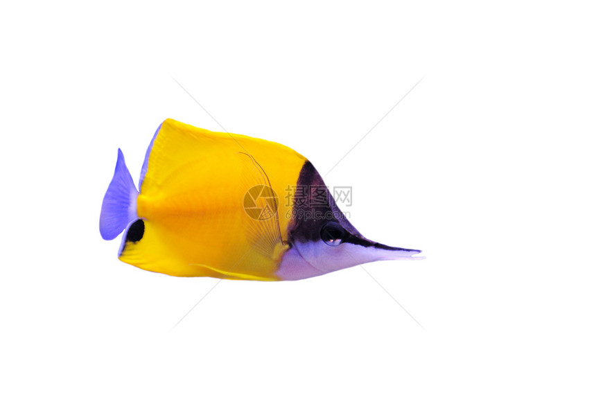 黄龙鼻蝴蝶鱼钳工热带白色黄色鱼缸蝶鱼珊瑚动物水族馆鼻子图片