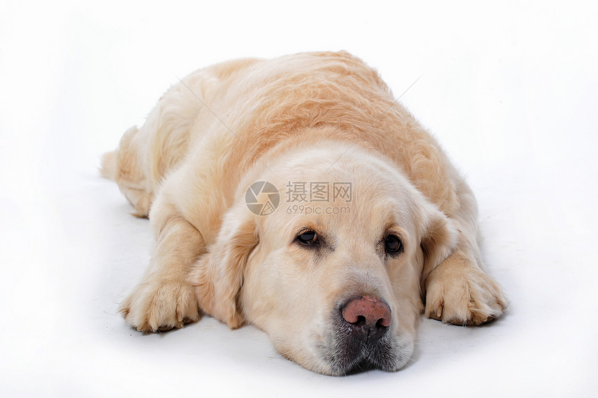 金毛猎犬犬类宠物白色悲伤猎犬动物工作室图片