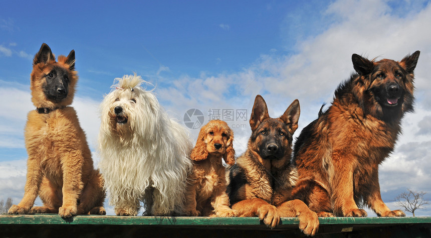 5条5狗狗伴侣犬类天空牧羊犬动物宠物蓝色朋友们牧羊人图片