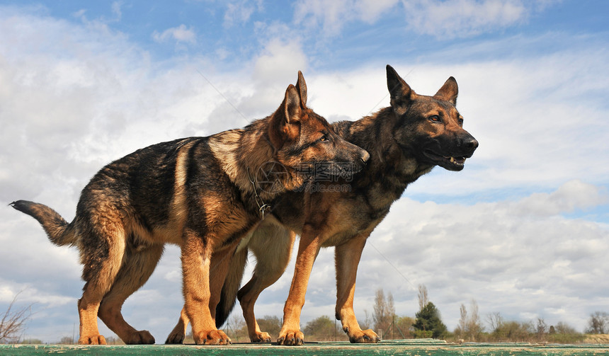 德国牧羊人衣领天空蓝色动物宠物牧羊犬犬类女性灰色哺乳动物图片