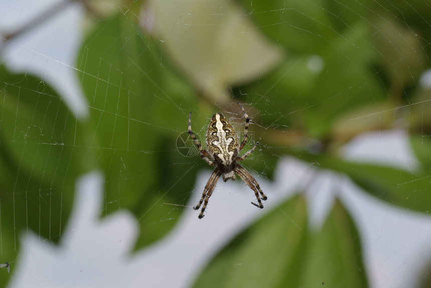 蜘蛛动物宏观森林蜘蛛网叶子棕色植物昆虫图片