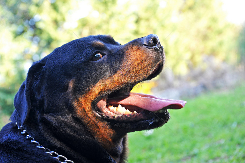 罗威纳犬纳犬衣领动物舌头犬类宠物牙齿黑色鼻子图片