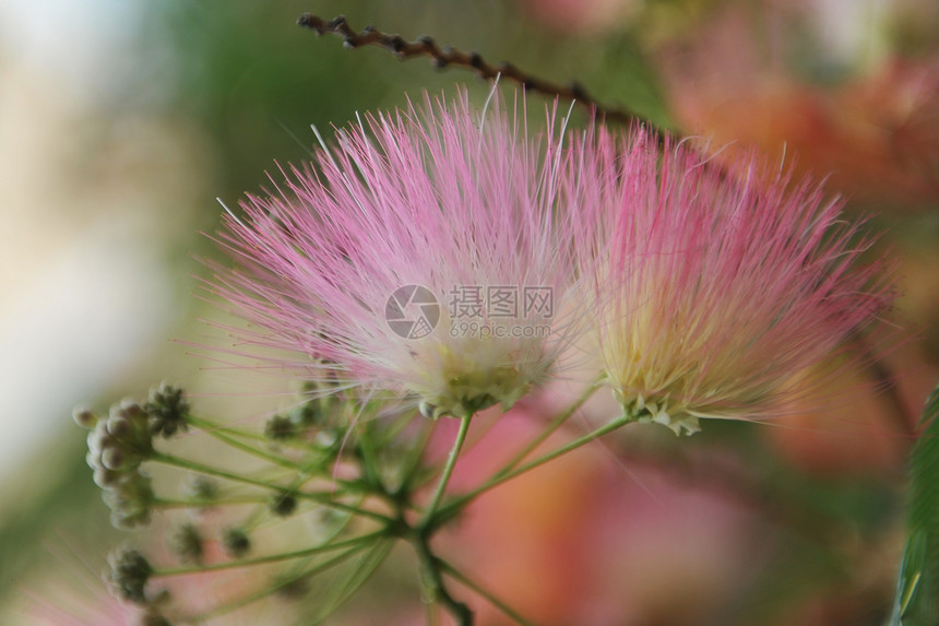 阿尔比齐亚贾利比里辛合欢叶子粉色粉红图片