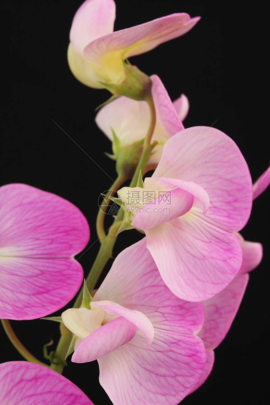 永恒甜豆粉色登山者花瓣植物图片