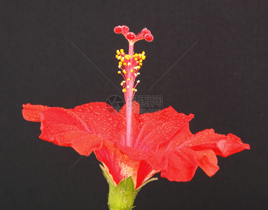 红色圆边框雄蕊异国花粉花瓣情调植物图片