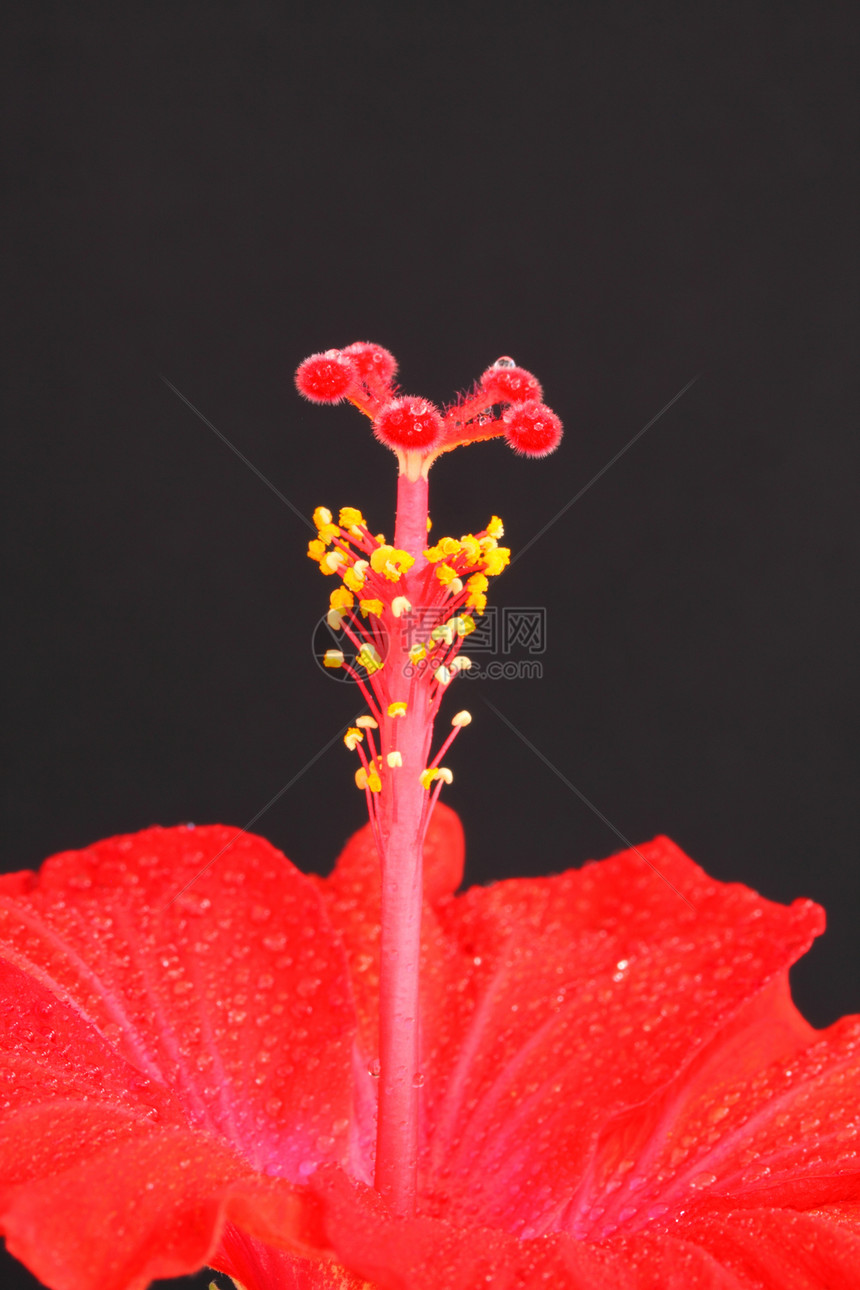 红色圆边框情调花粉花瓣异国雄蕊植物图片