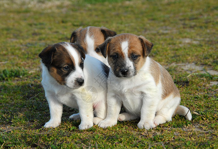 三只小狗杰克 鲁塞尔大鱼哺乳动物宠物白色场地三色伴侣动物犬类花园背景图片