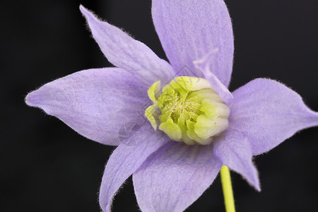 蓝球菌性质登山者花瓣雄蕊植物高清图片