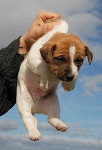 小小狗 胡萝卜宠物蓝色白色犬类动物棕色天空伴侣高清图片