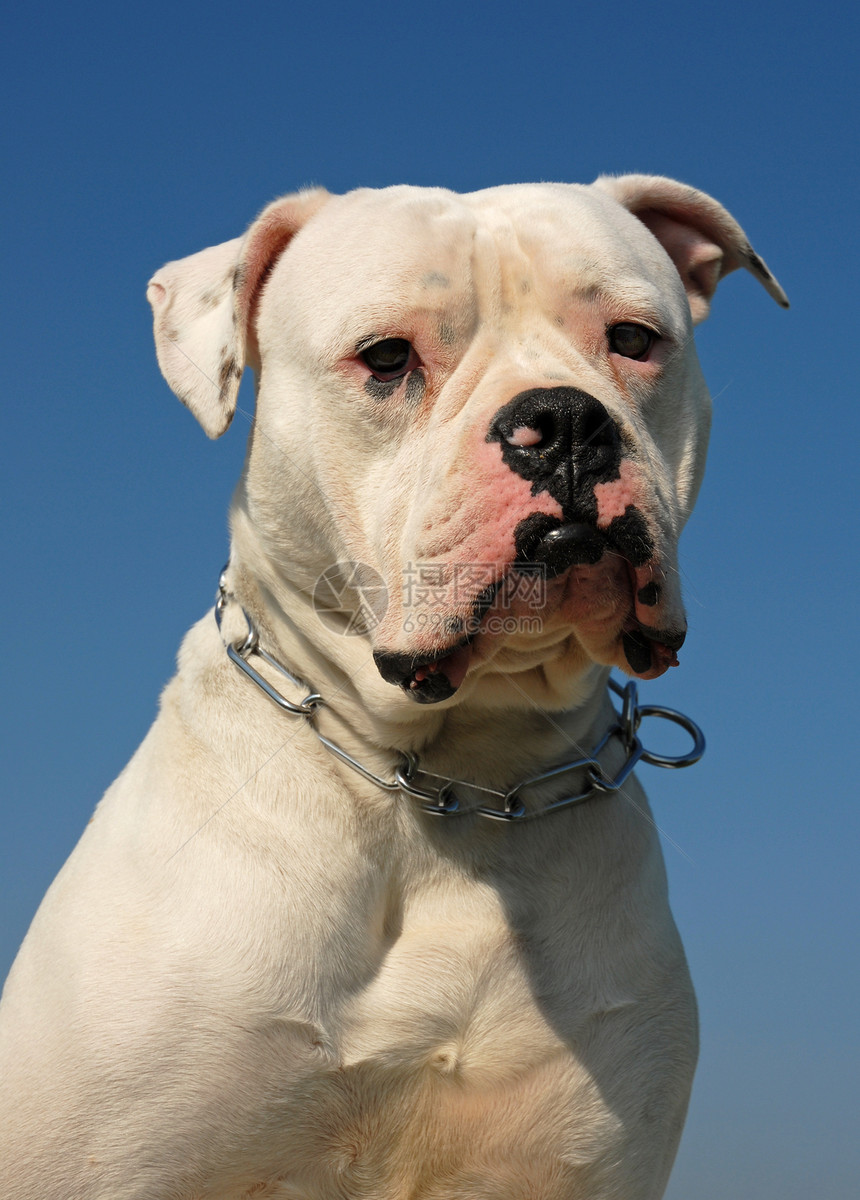 美国斗牛犬警卫衣领动物白色犬类警觉蓝色宠物攻击天空图片