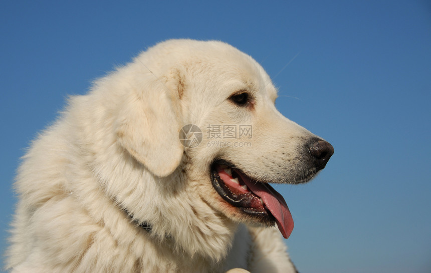 牧羊人天空蓝色宠物白色舌头伴侣动物警卫坡头牧羊犬图片