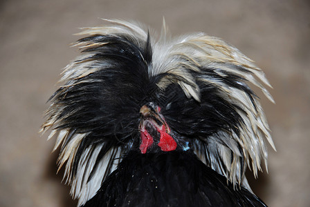 希腊鸡鸡蛋黄白色动物小鸡羽毛农场黑色背景图片