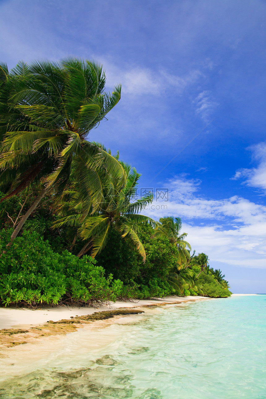 马尔代夫的热带天堂叶子游客海浪阳光风景地平线美丽场景旅行游泳图片