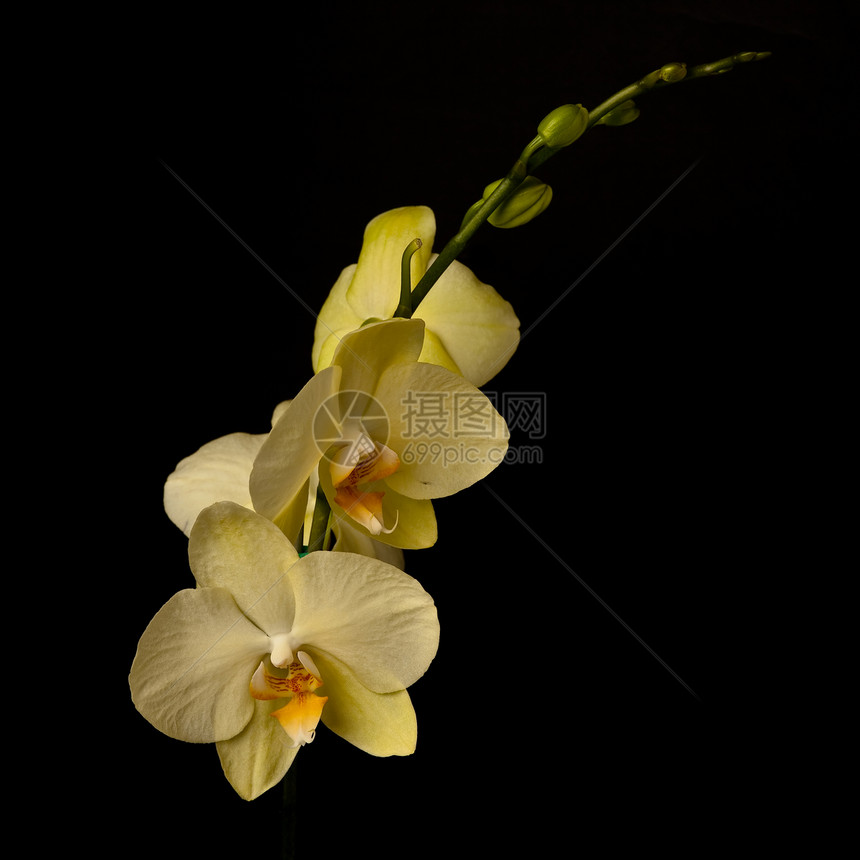 阴阳性花园兰花礼物异国植物群植物花瓣热带情调美丽图片